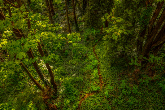 Path Through the Green Silence