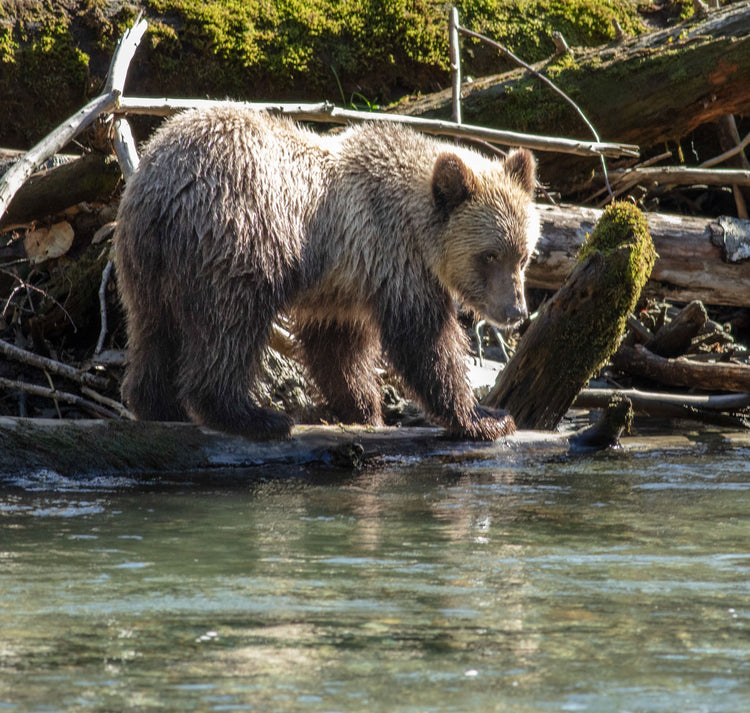 Shy Bear Cub