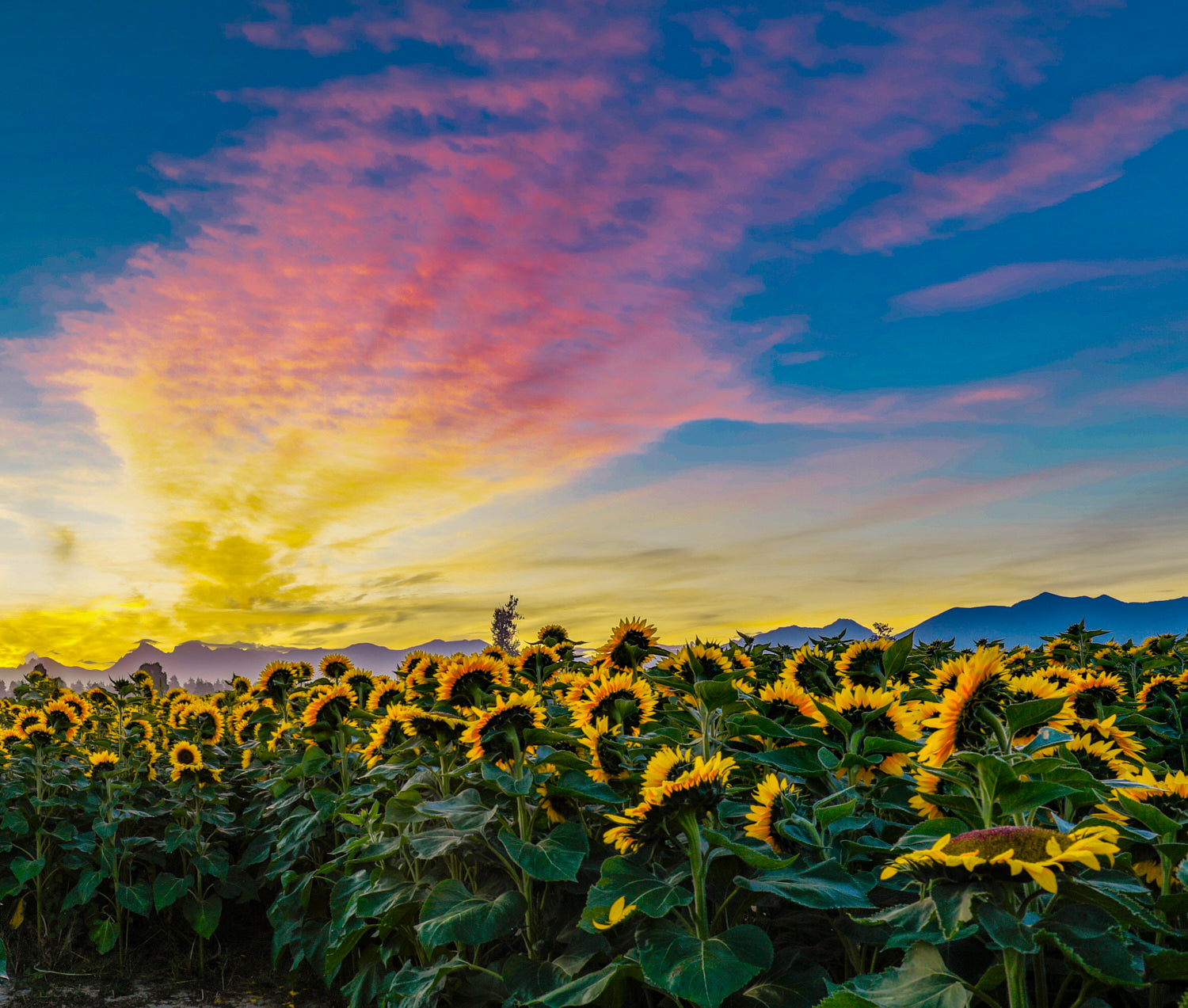 Sunflower Field at Sunset