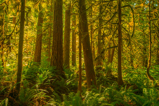 Sunlit Forest with Lush Green Ferns