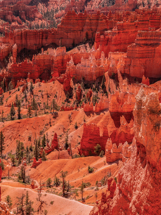 Sunlit Hoodoos of Bryce Canyon