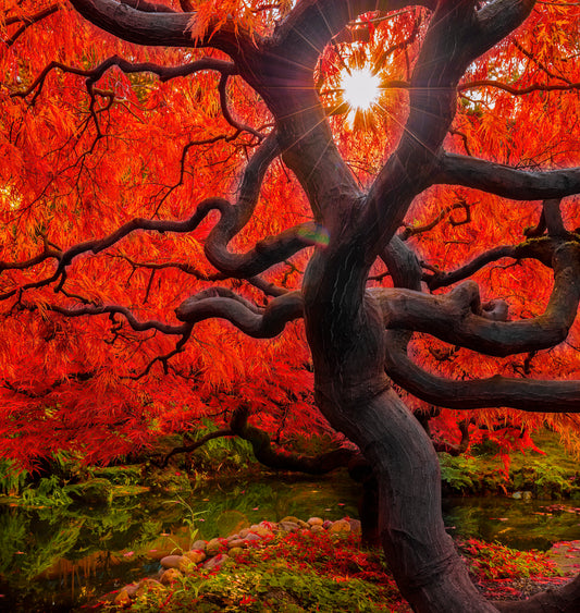 Sunlit Japanese Maple with Twisting Branches