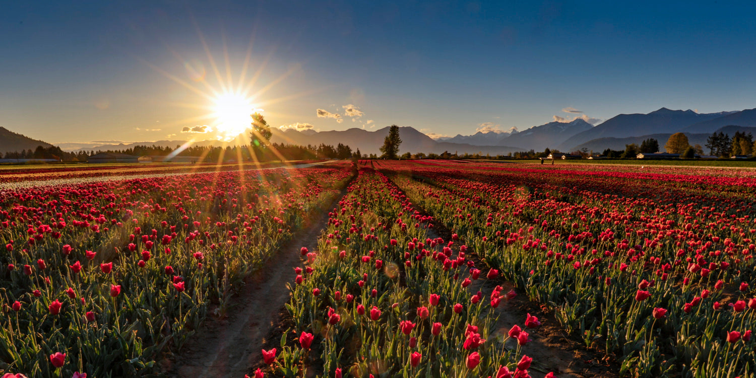 Sunrise Over Tulip Fields