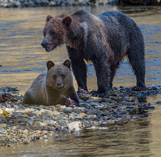 The Bear Family That Fishes Together