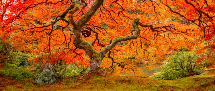 Tree On Fire