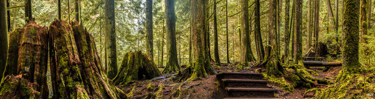 Trees Pano Old Growth