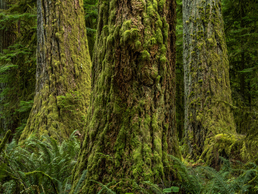 Triad of Trees