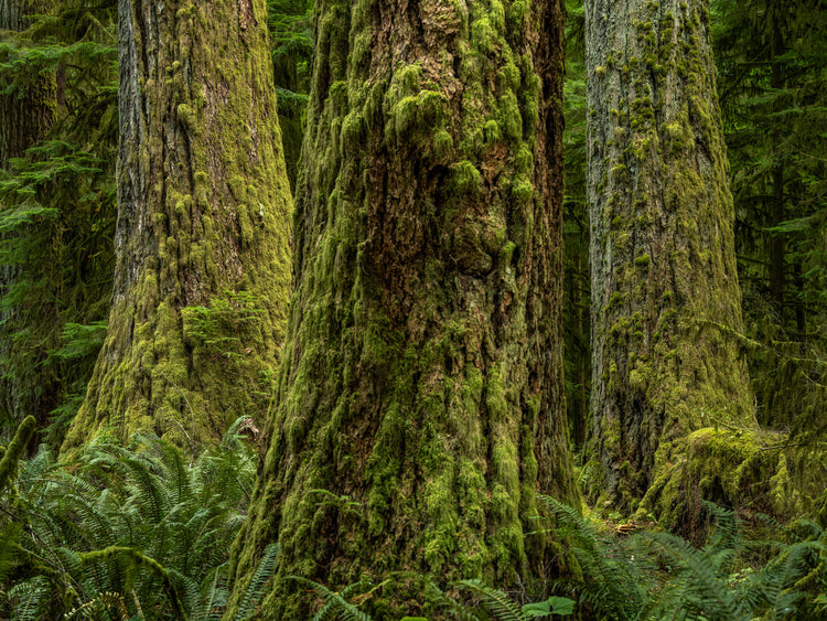 Triad of Trees