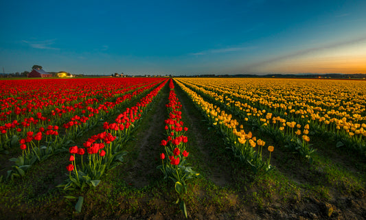 Tulip Fields at Sunset