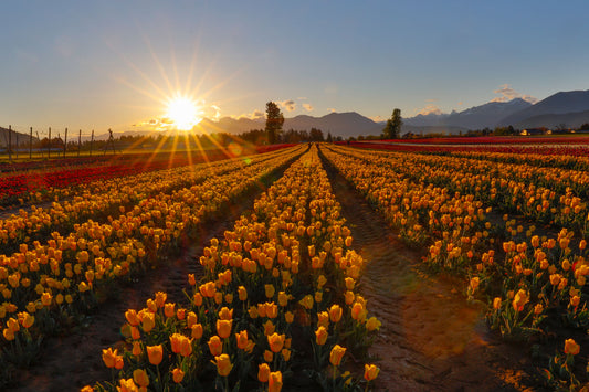 Tulips Sunset 4