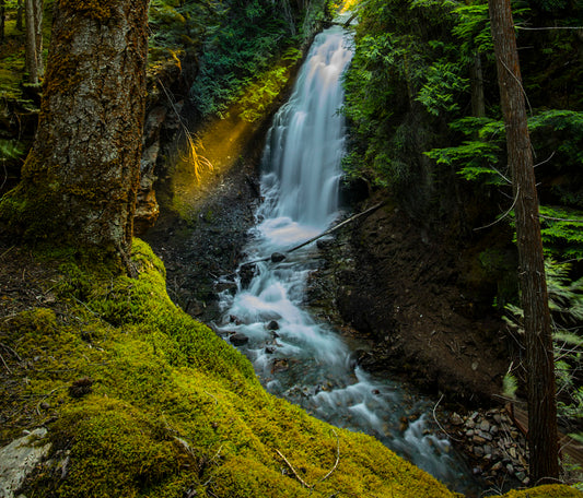 Veil of the Forest