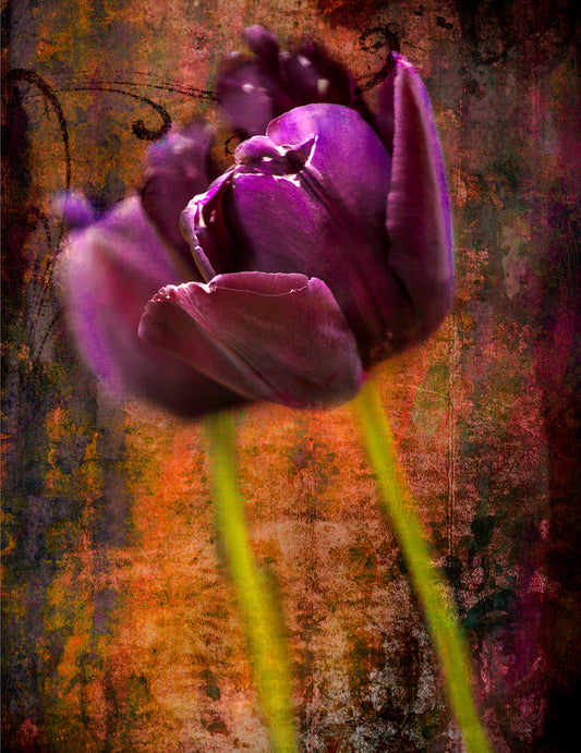Velvet Bloom – Purple Tulip in Rust