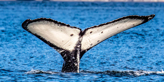 Whale Tail