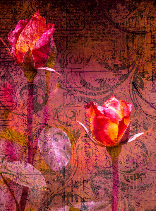 Whispers in Bloom – Vintage Rose Study
