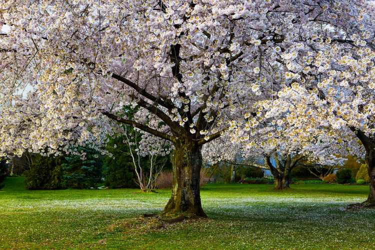 White Trees 2