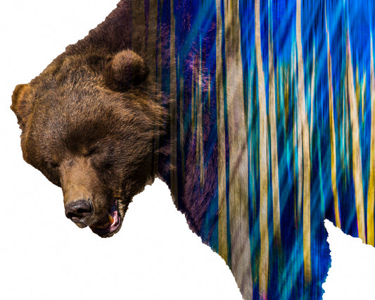 Wild Pulse – Bear in Motion