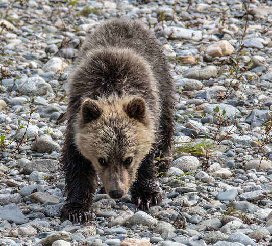 Young Grizzly Bear Exploring Rocky Riverbed