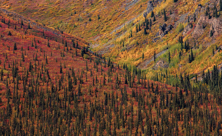 Fall colour abstract