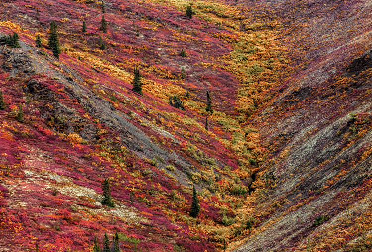 fall abstract 2