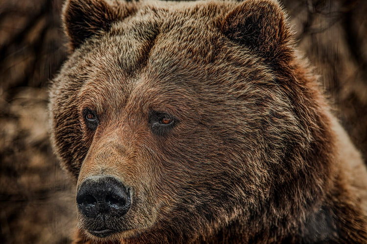 bear close up