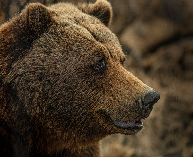 bear close up 2