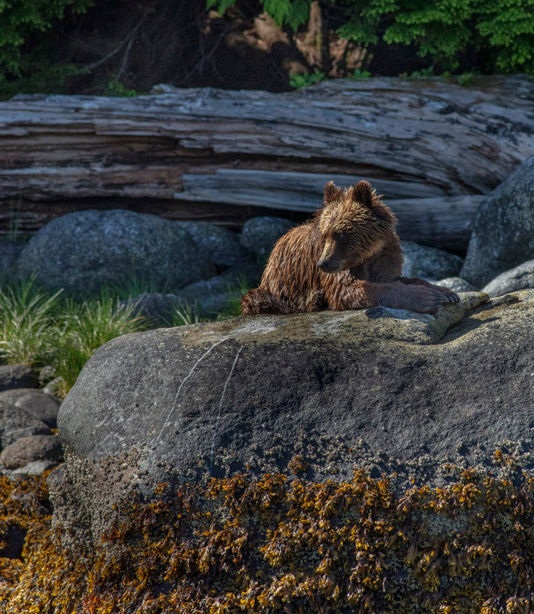 Coastal Bear Cub 9