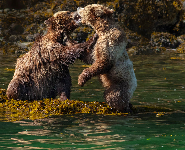 Coastal Bears 5