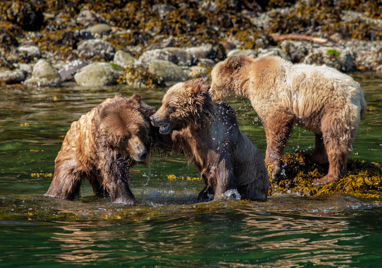 Coastal Bears 3