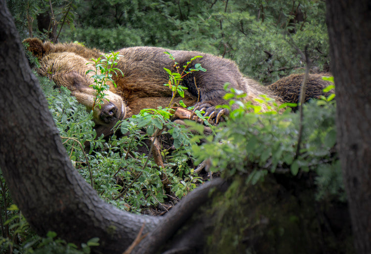 sleeping bear