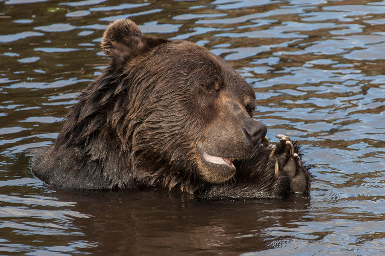 praying bear