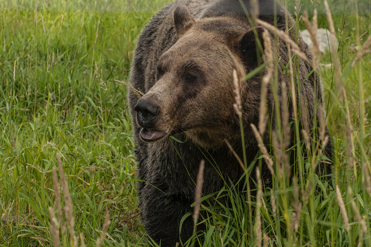 foraging bear 4