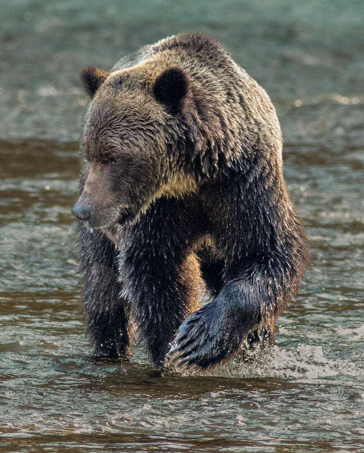 Running bear