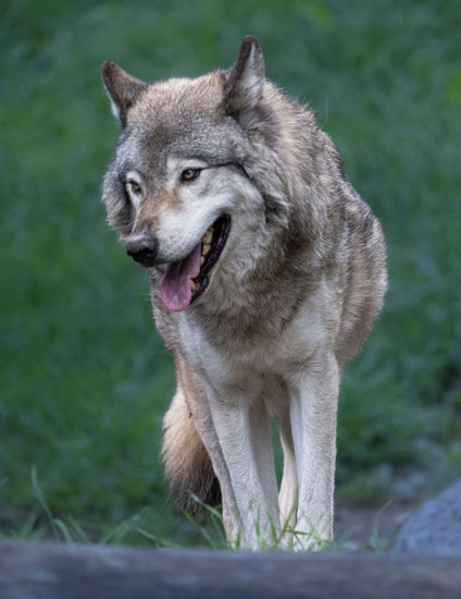 A gray and white wolf standing outdoors in a grassy area, with its mouth open and looking to the side.