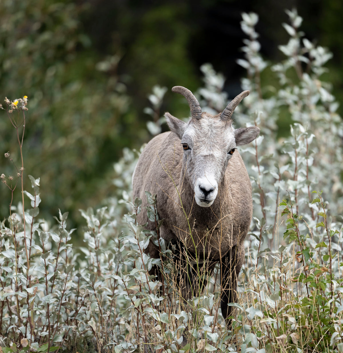 A wild sheep or ibex standing in tall pale green and white vegetation with a dark, blurred forest background.