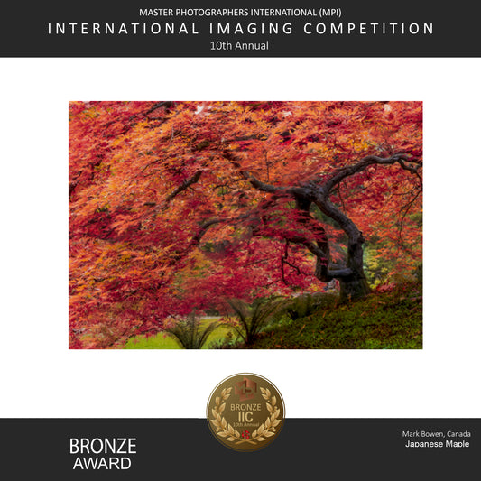Award Japanese Maple