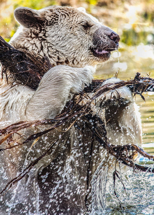 Spirit Bear