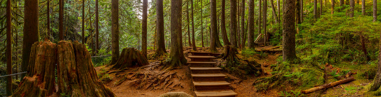 forest hike 4
