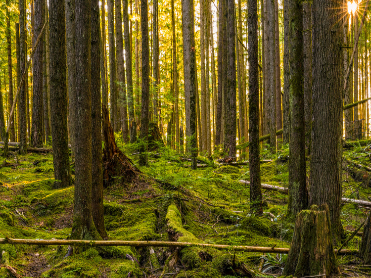 sunlit trees