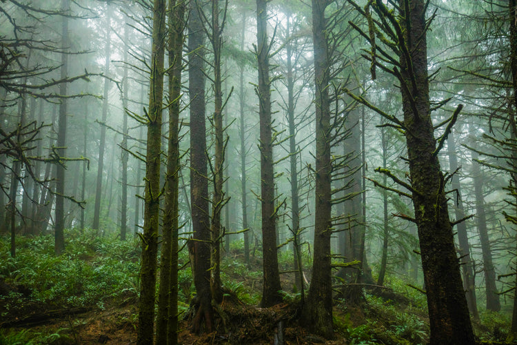 foggy trees 5