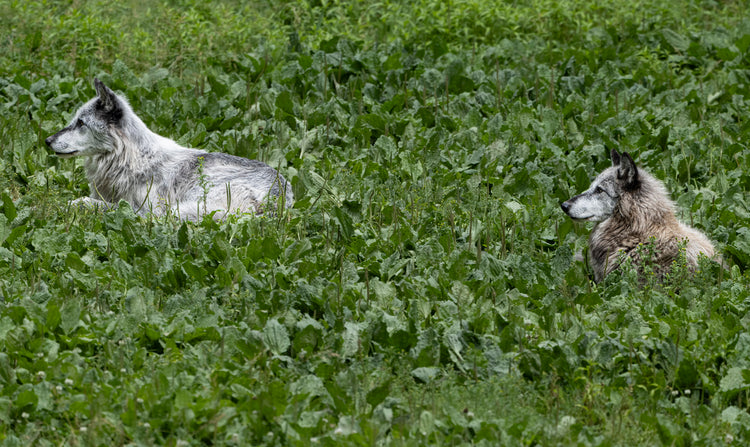 Wolfs Stalking