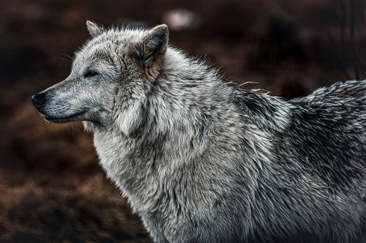 Attentive wolf